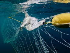 Rise in endangered dolphins, turtles, sharks and rays drowning in Australia’s killer shark nets