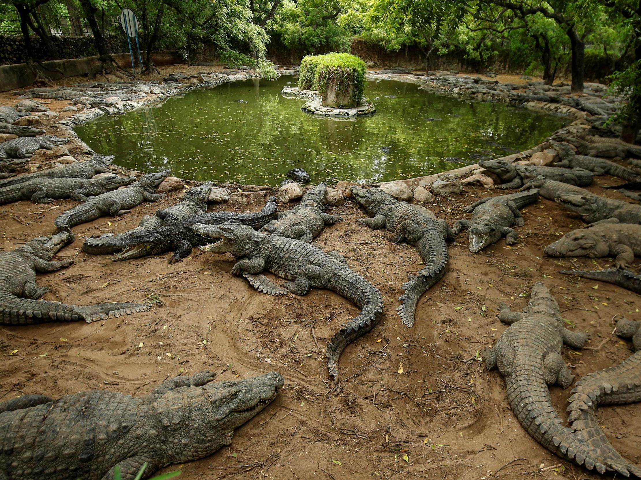 Crocodiles rest in their enclosure at the Madras Crocodile Bank, closed due to the outbreak of coronavirus disease