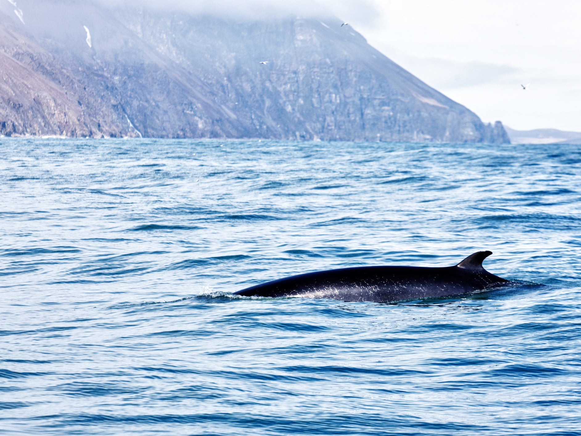 File photo of a minke whale off the coast of Iceland