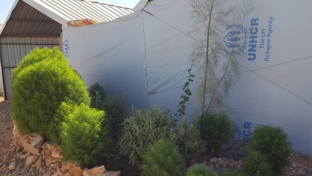 A muknisit al janna bush, otherwise known as Bassia scorporia, growing outside a tent in Zaatari Refugee Camp