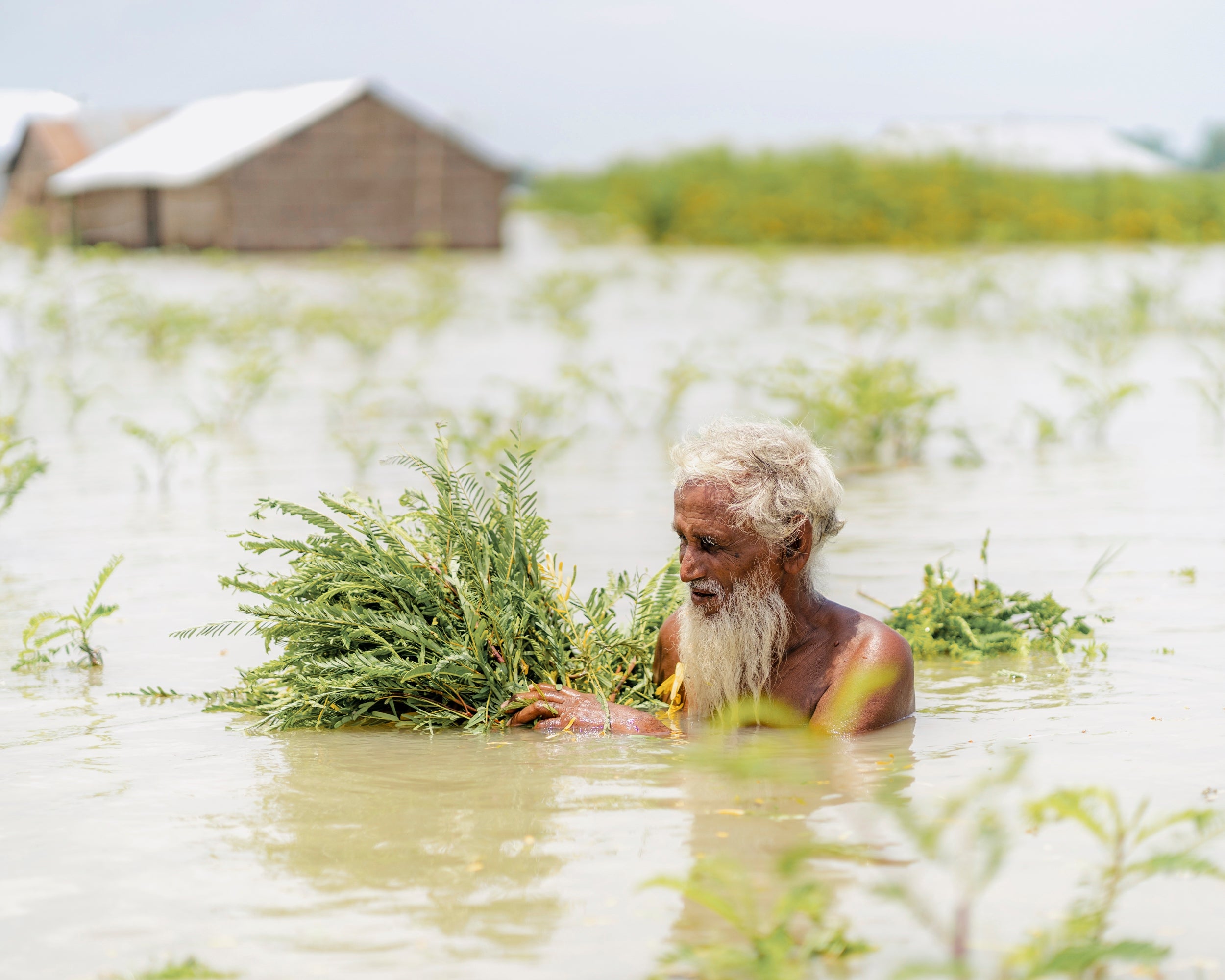 Abdus Samad Sarker collecting food for his livestock