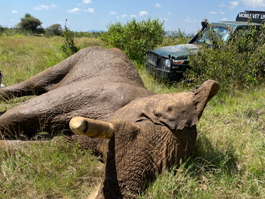 Alan the elephant awaiting treatment by the Kenya Wildlife Service vet team