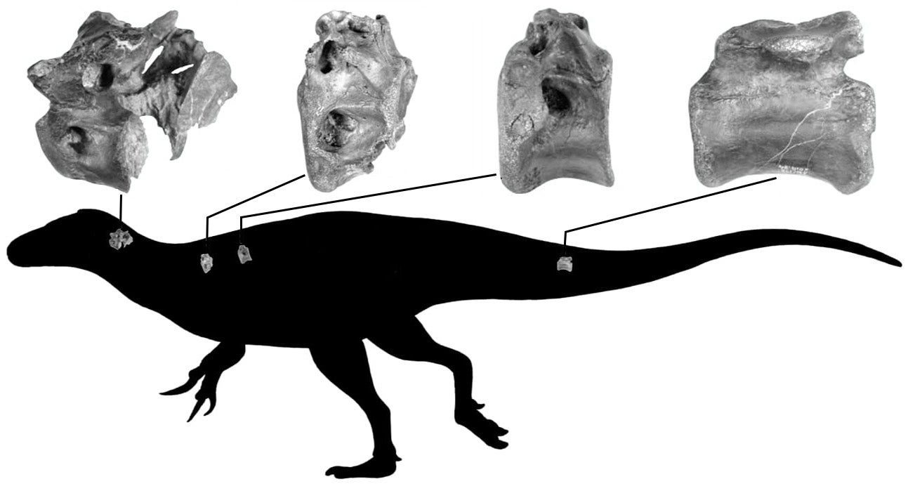 Four bones of the new dinosaur and where they are thought to have come from