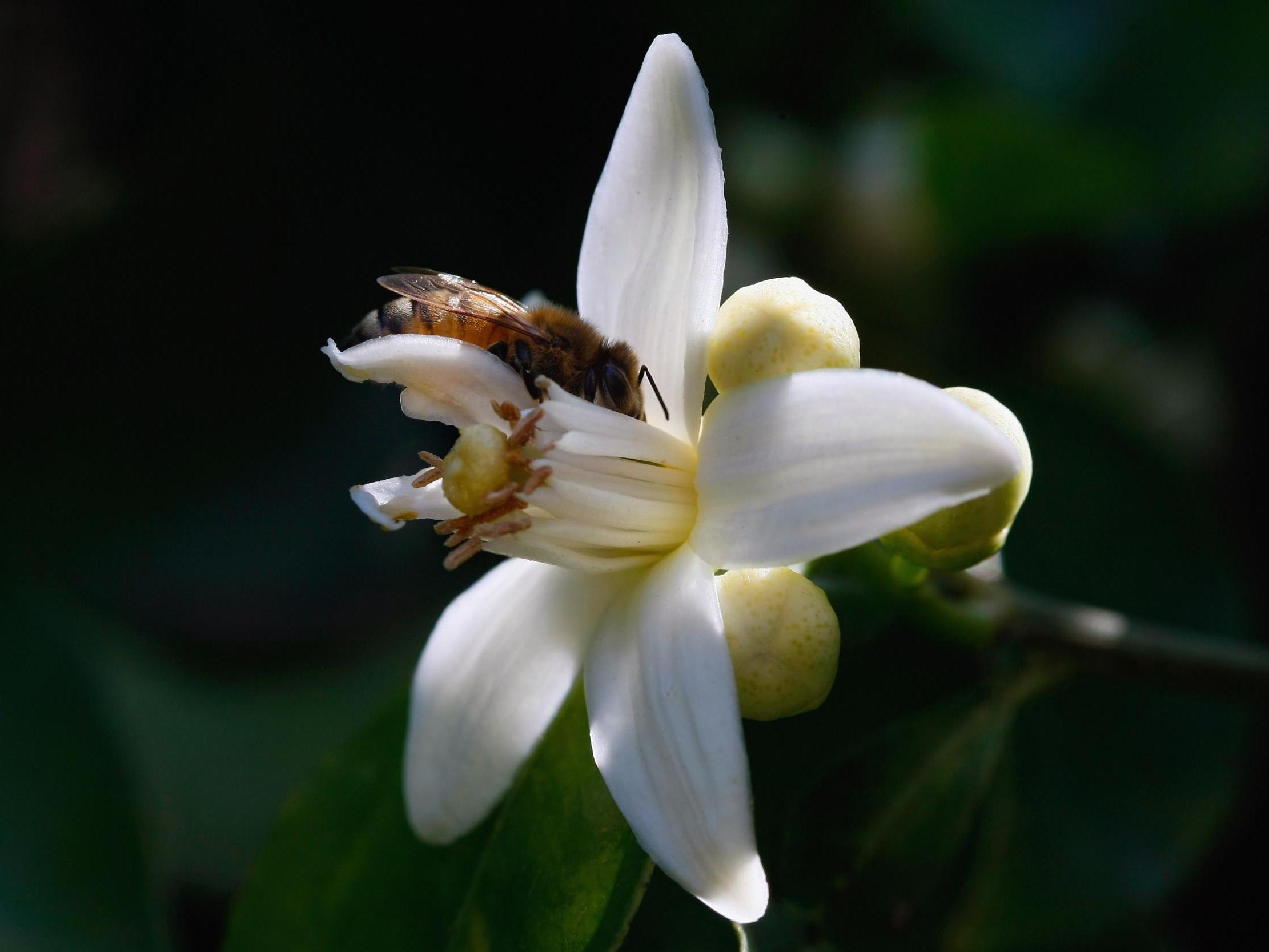 Revelation means bees have been flexible in their drinking abilities all along and it was scientists who were stuck on just one idea