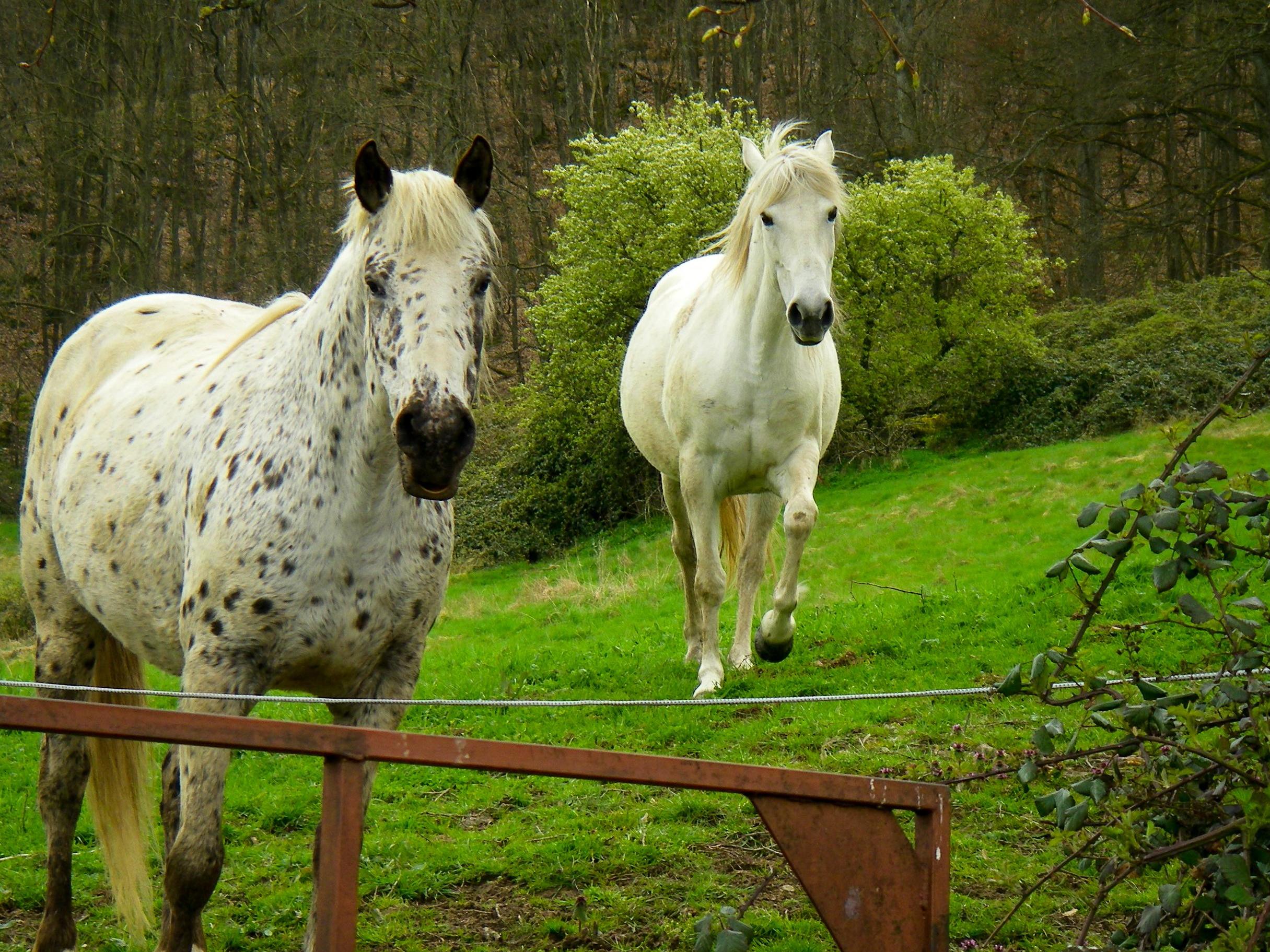 Police have received reports of about 10 similar horse killings across France since the start of the year