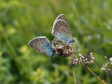 Endangered large blue butterfly successfully reintroduced in Britain