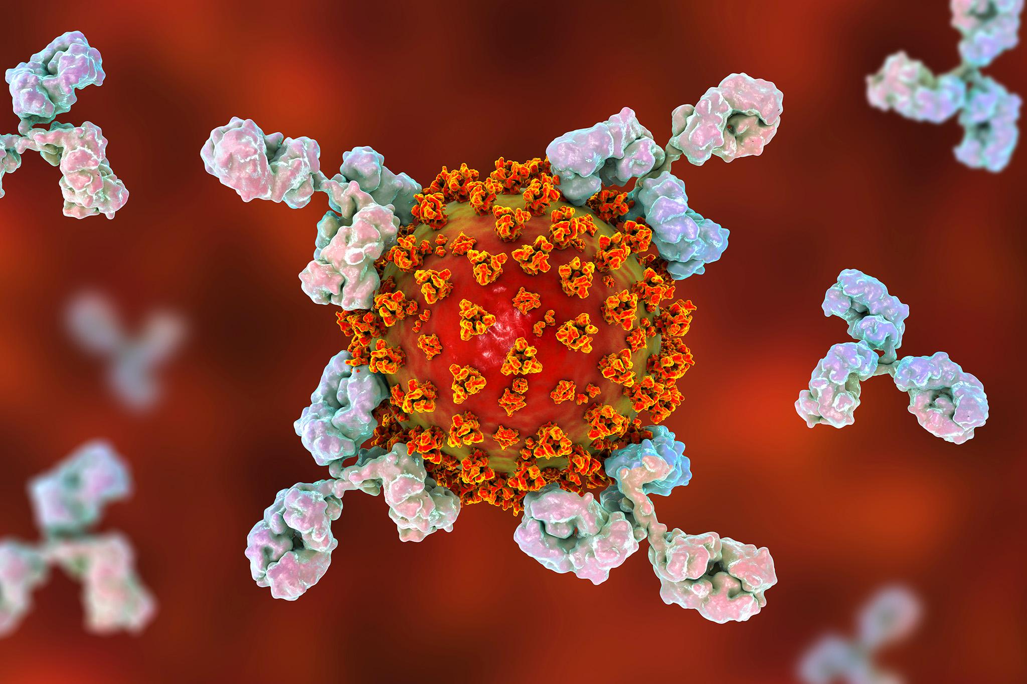 Los científicos de Oxford han estado probando una gama de posibles tratamientos COVID-19