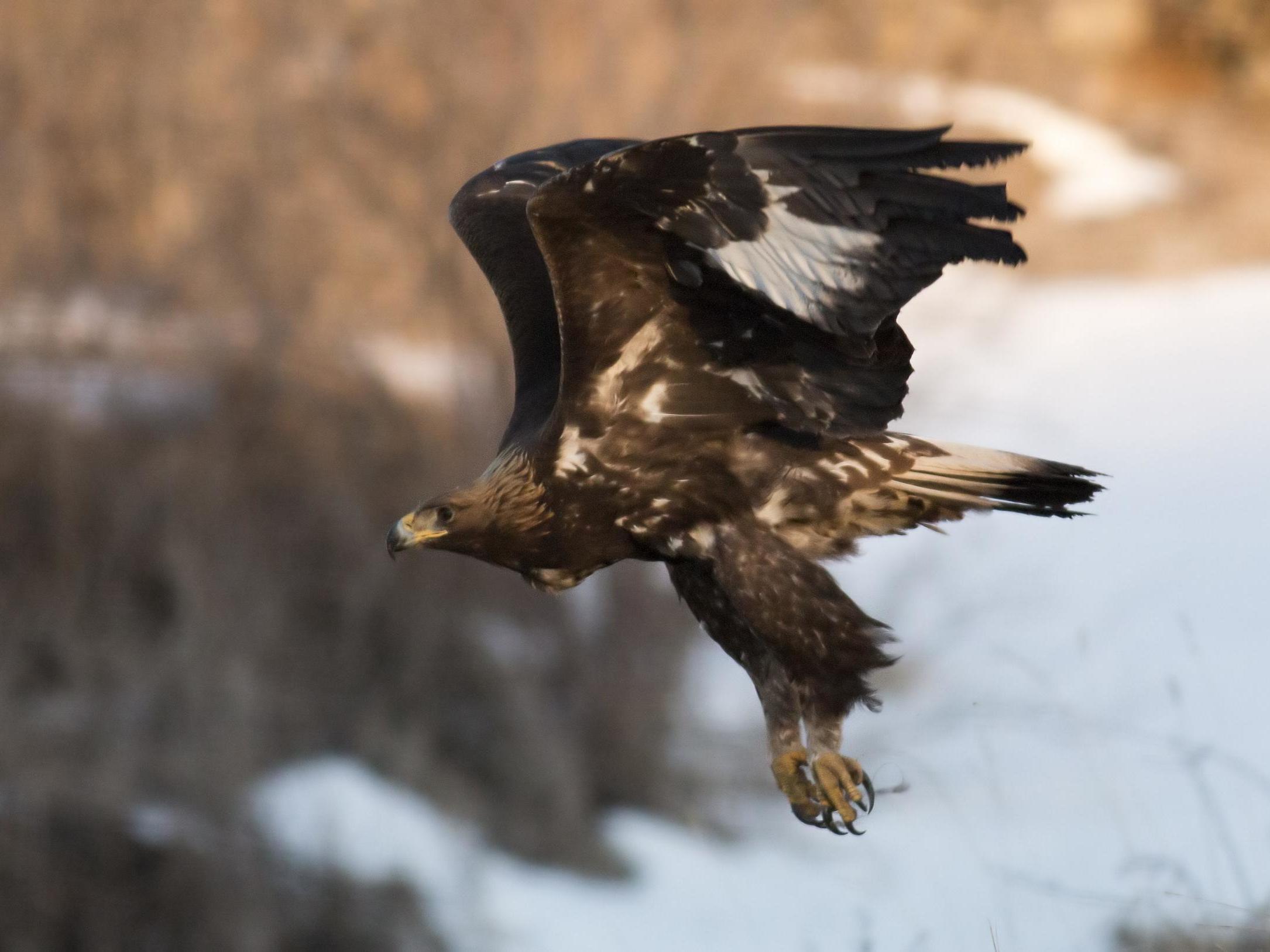 Golden eagles are making a slow recovery in Scotland and there are now more than 500 pairs, but the species still faces illegal persecution