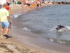 Wild boar emerges from sea and charges at sunbathers in Germany