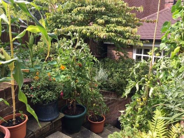 Tendrils began to creep around our kitchen in April and May