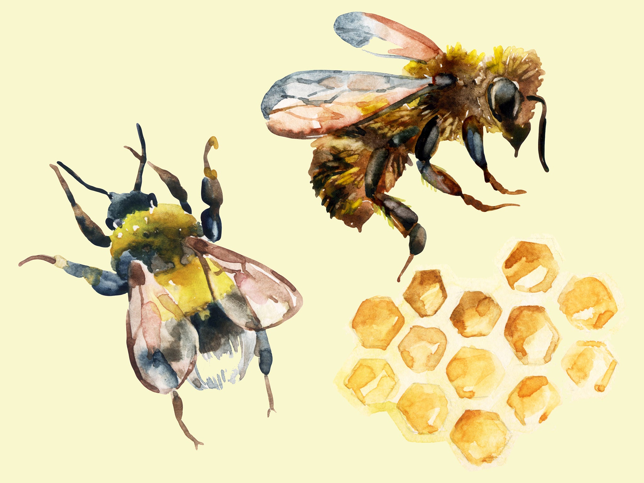 From planting nectar and pollen rich plants to providing them with a safe place to drink water, here's how to bee a hero