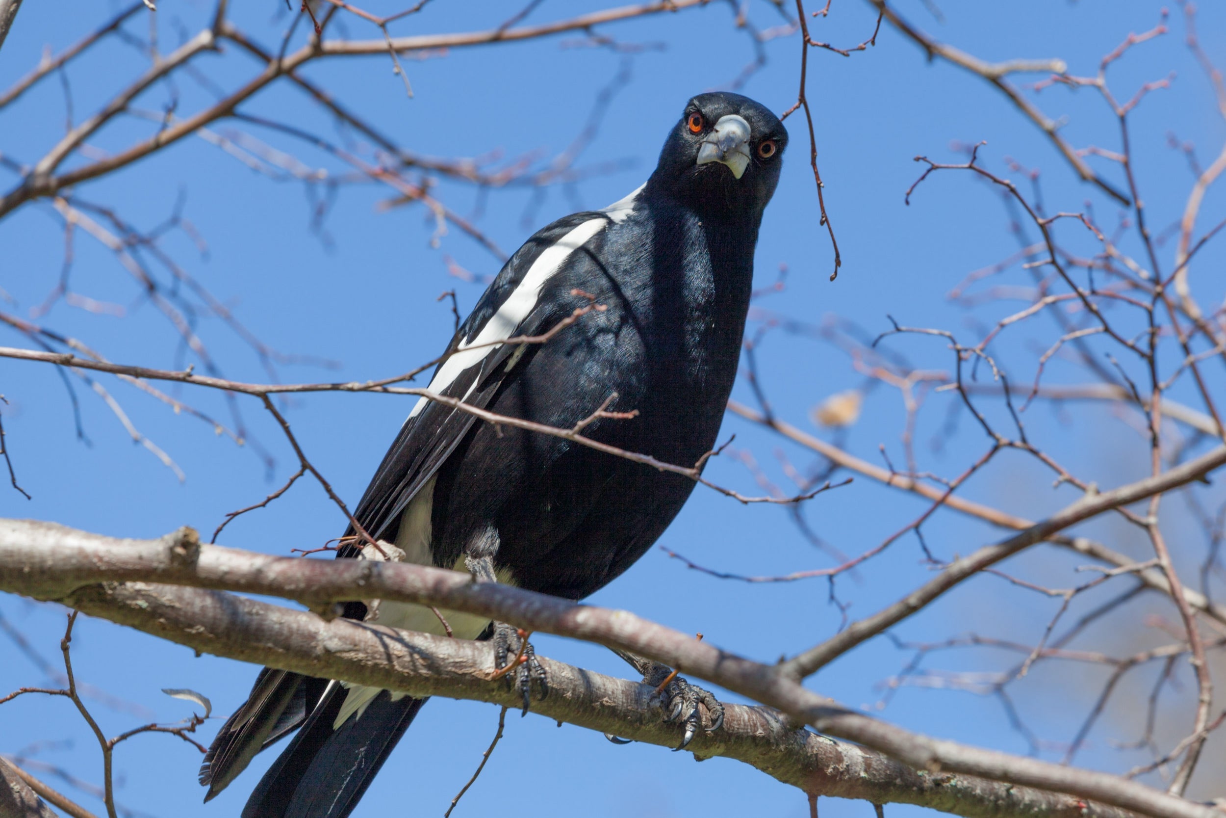 The magpie is steeped in myth, legend and superstition