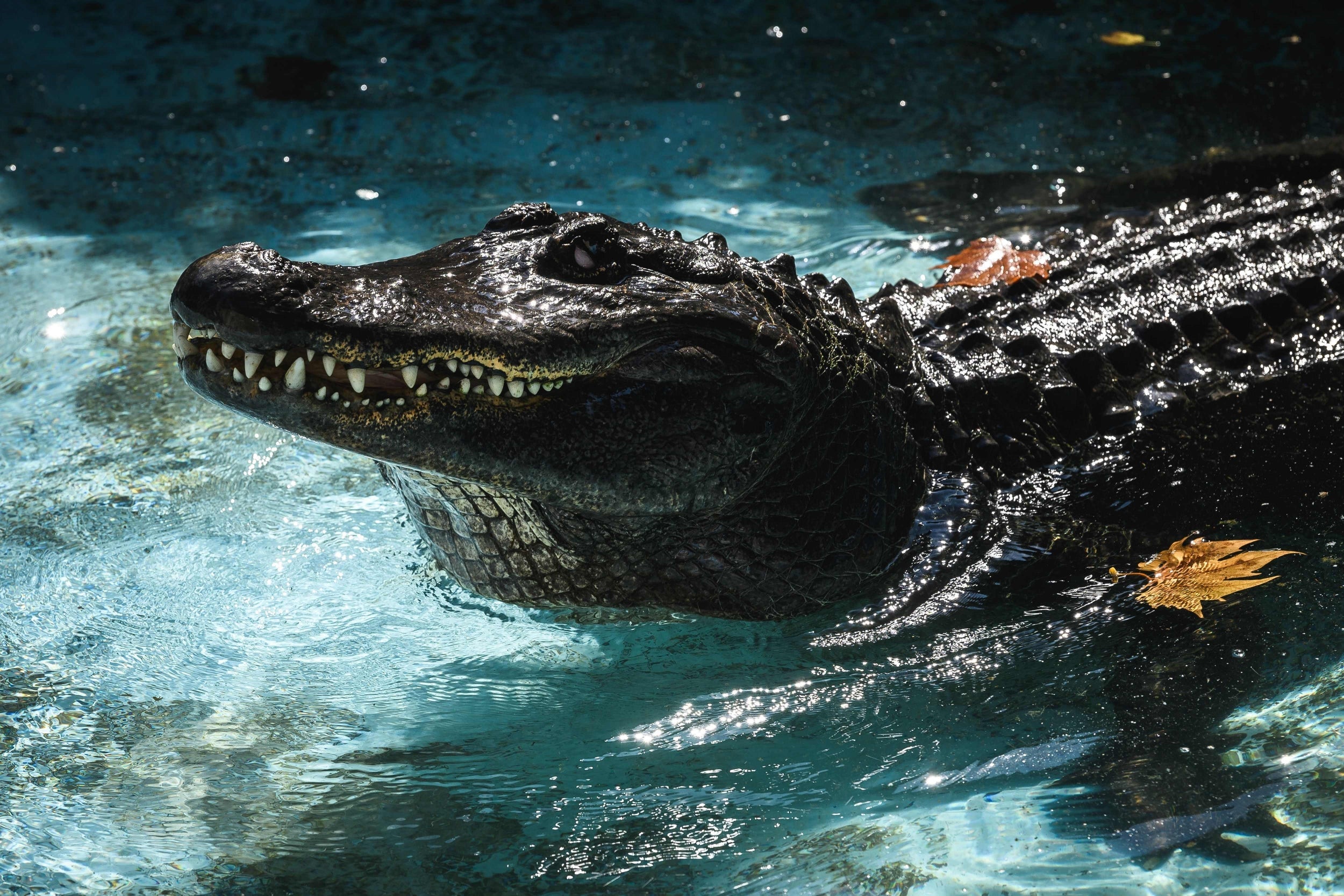 Aligator-skin products are allowed into Australia, but they must have the correct permit (Getty Images)