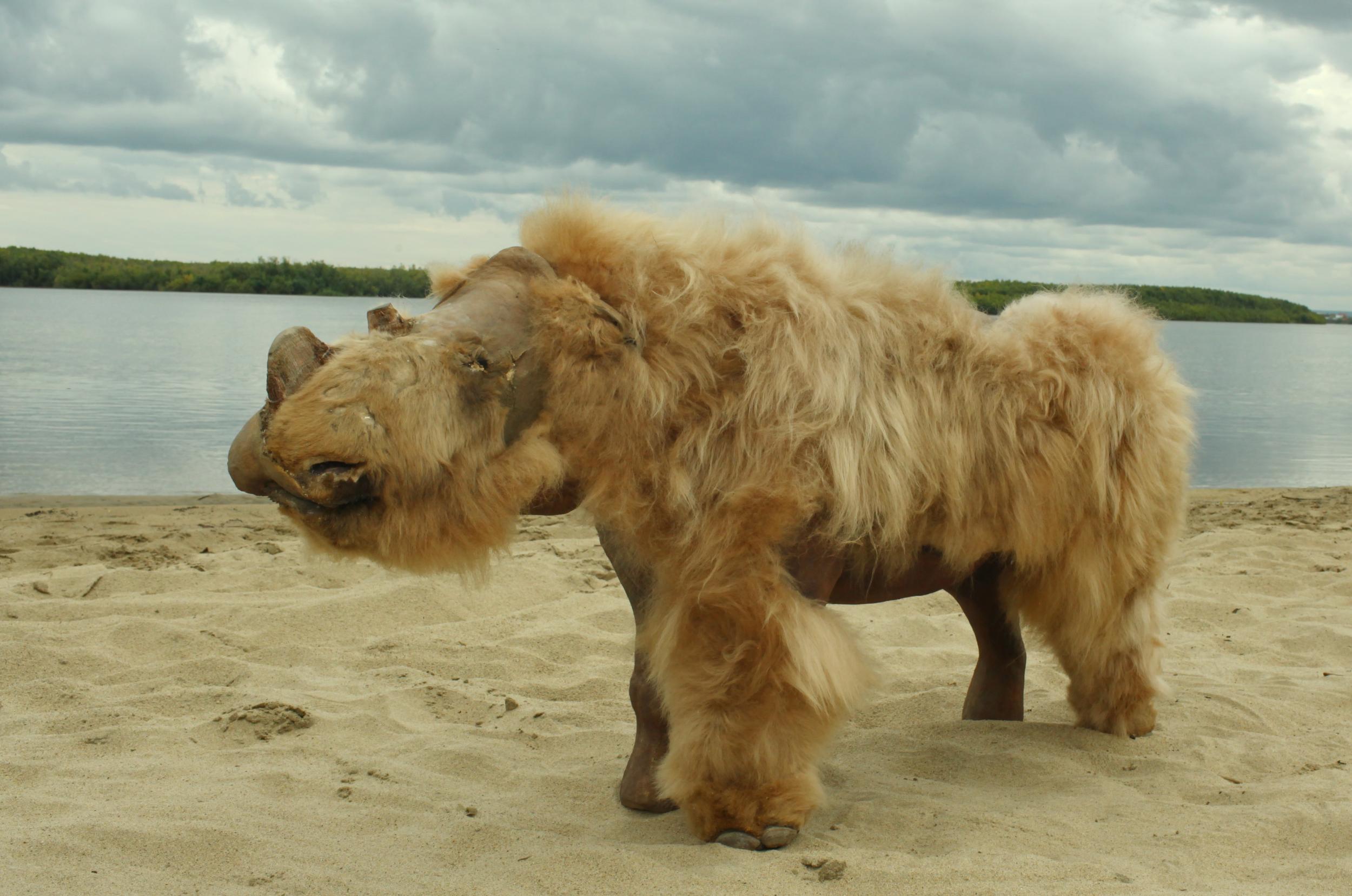 The preserved, reconstructed remains of a baby woolly rhinoceros named Sasha that was discovered in Siberia