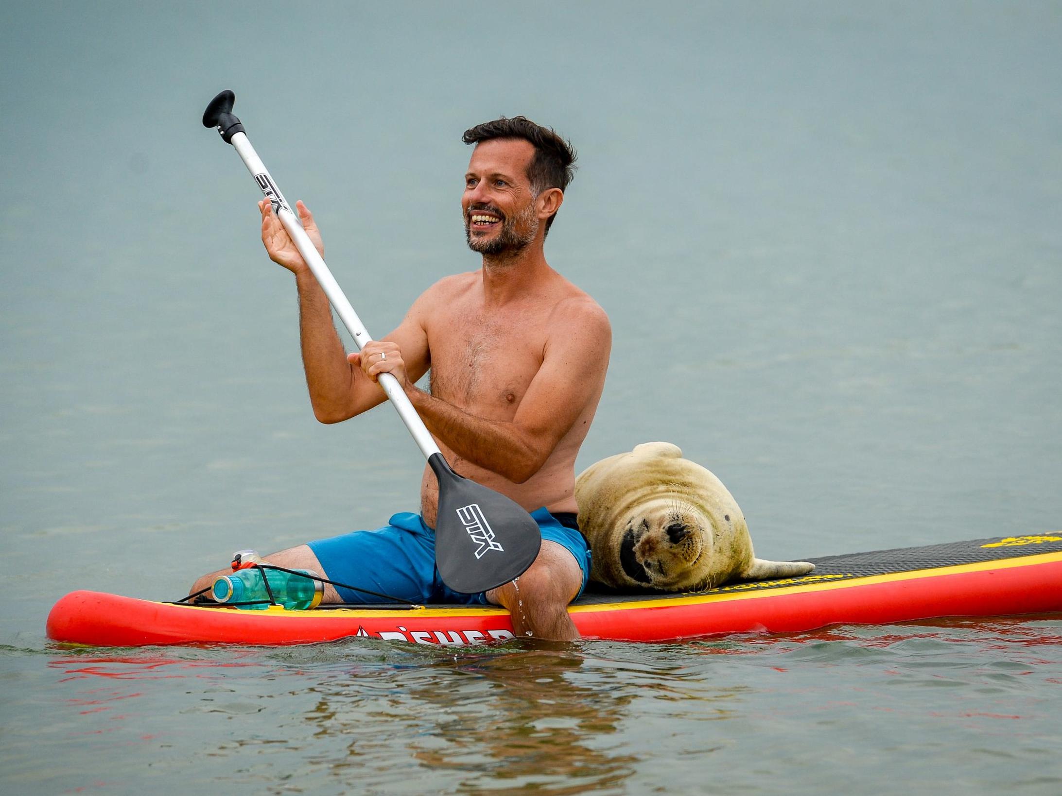 Sammy the seal gets close to a paddleboarder in Devon