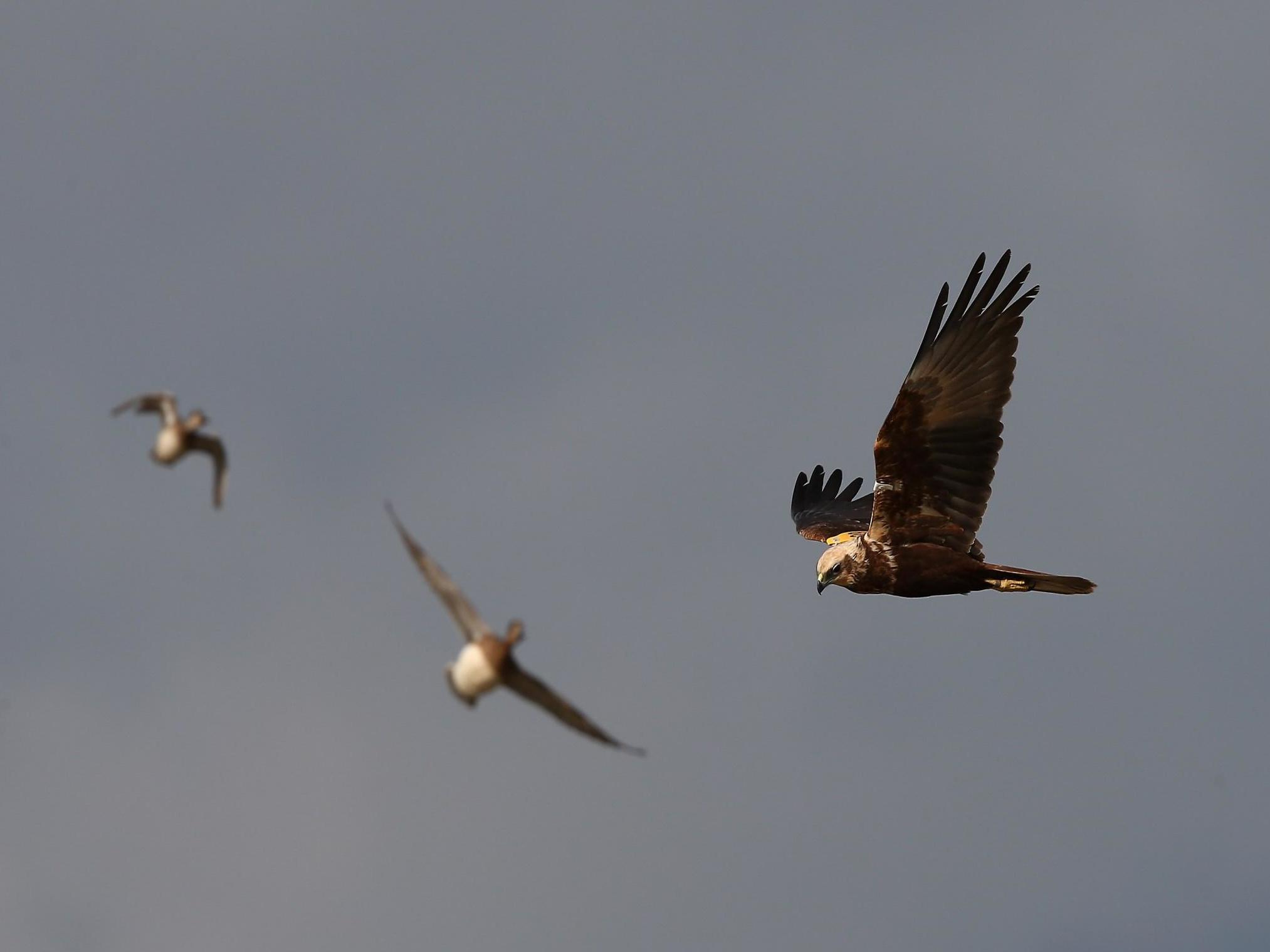 Species is the largest of harriers and identifiable by its long tails and V-shaped wings when in flight