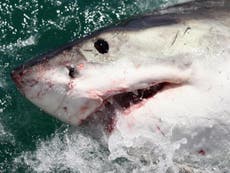 Australian surfer punches shark to save wife in attack