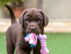 One in four dogs bought during lockdown ‘could be from a puppy farm’