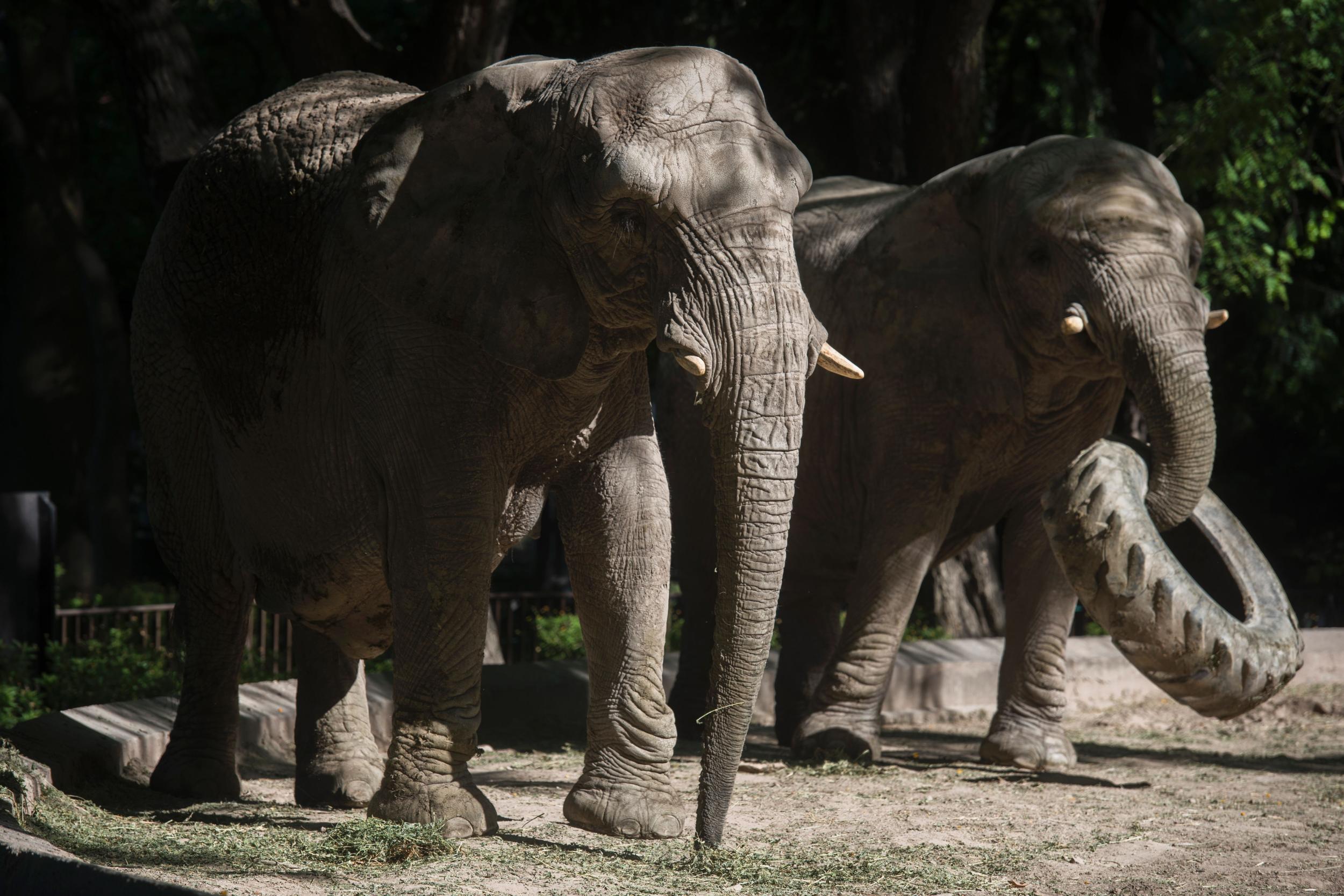 Pupi (right) and Kuki, who are different species, don’t get on with Mara (AFP/Getty)