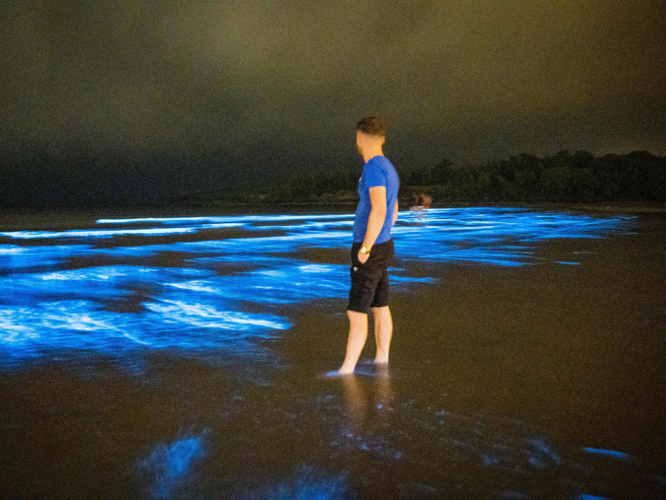 Bioluminescence is the production and emission of light by a living organism