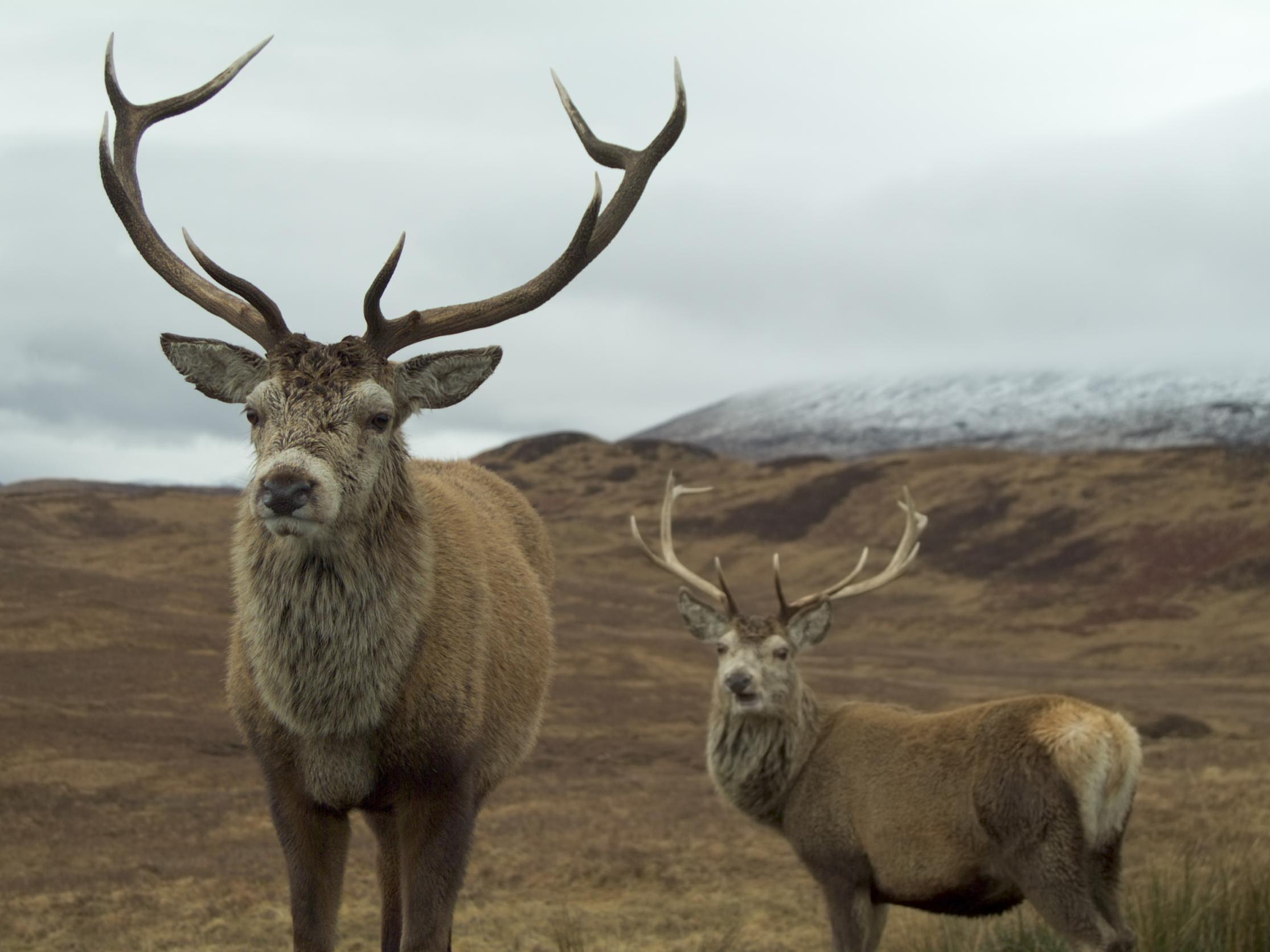 Scotland's out of control deer population have no natural predators, and leave landscapes treeless due to grazing on shrubs and shoots