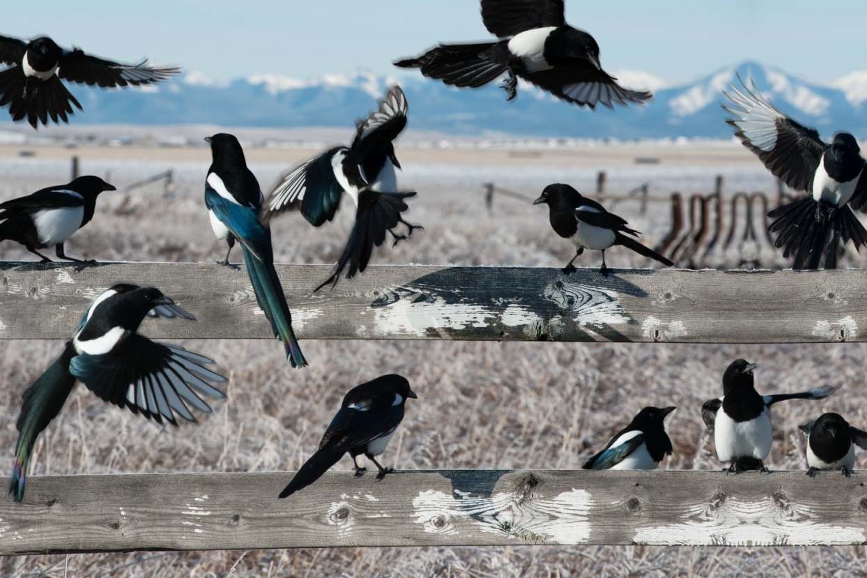 The magpie, the Marmite of the bird world