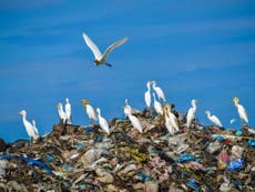 Plastic ingested by seabirds ‘could release toxic chemicals in their stomach’, scientists say