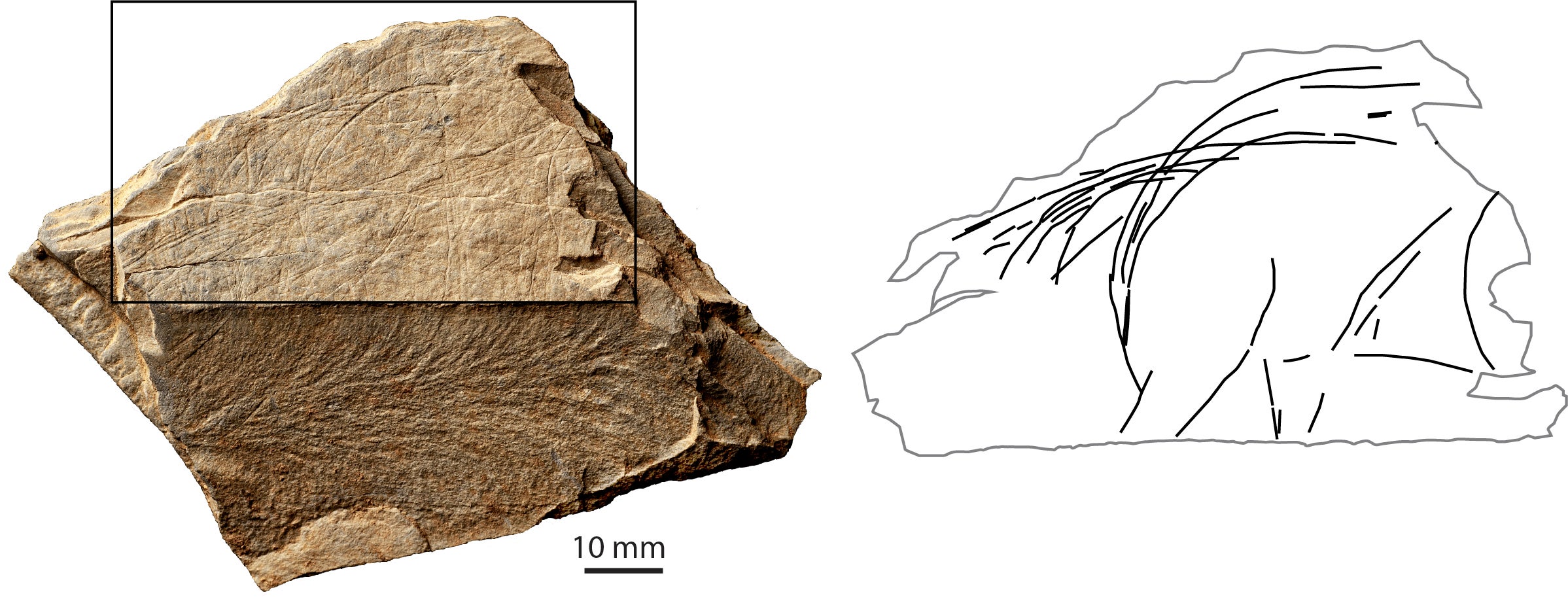 A depiction of the rear part of a wild horse, found at the Jersey site. Around 13,000-13,500 BC. The photograph shows a plaque fragment – and the many lines/images engraved on it. The drawing simply isolates the depiction of the horse, so that one can see it as an individual animal