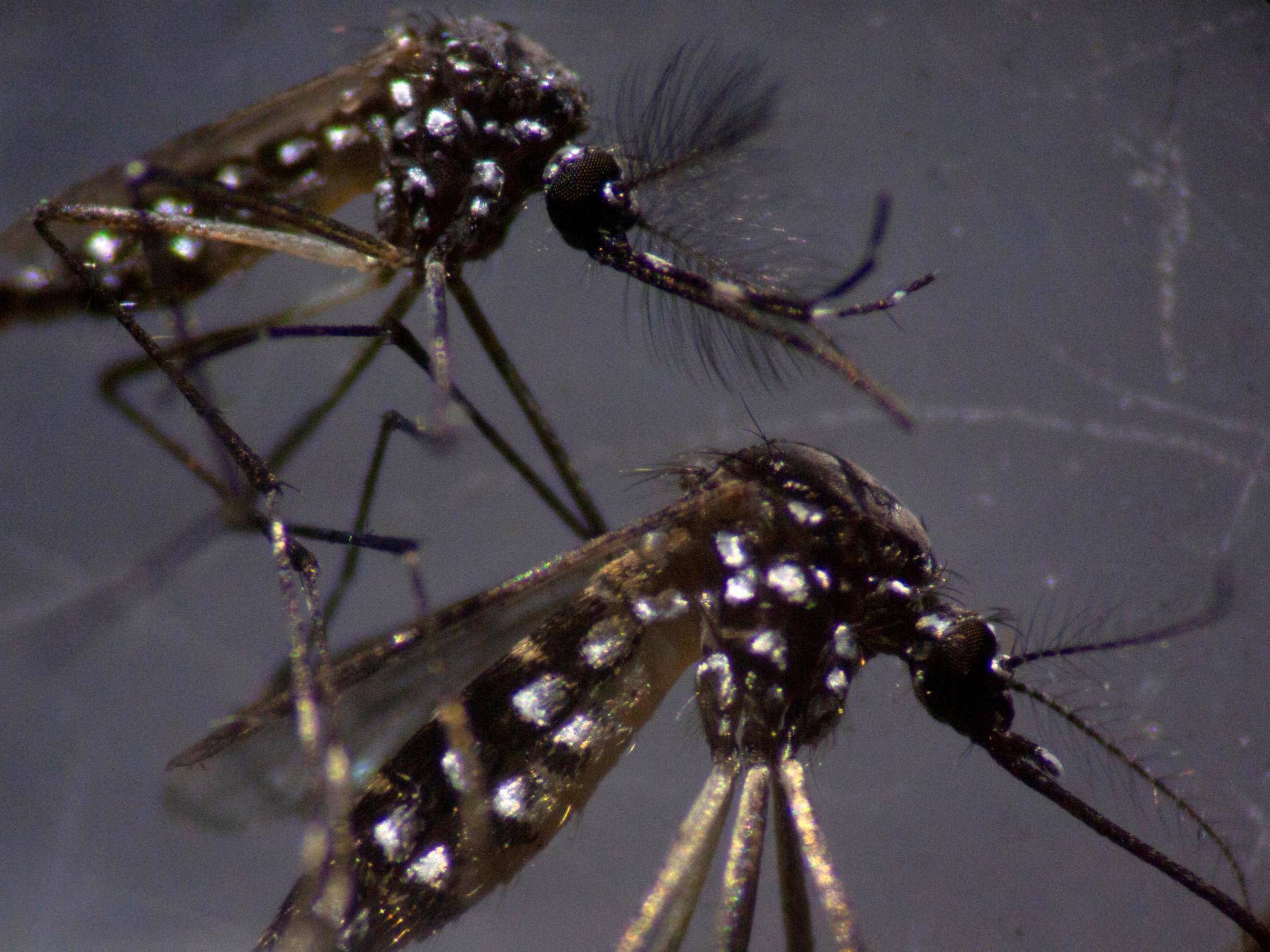 ‘Jurassic Park experiment’: 750 million genetically engineered mosquitoes to be released in Florida
