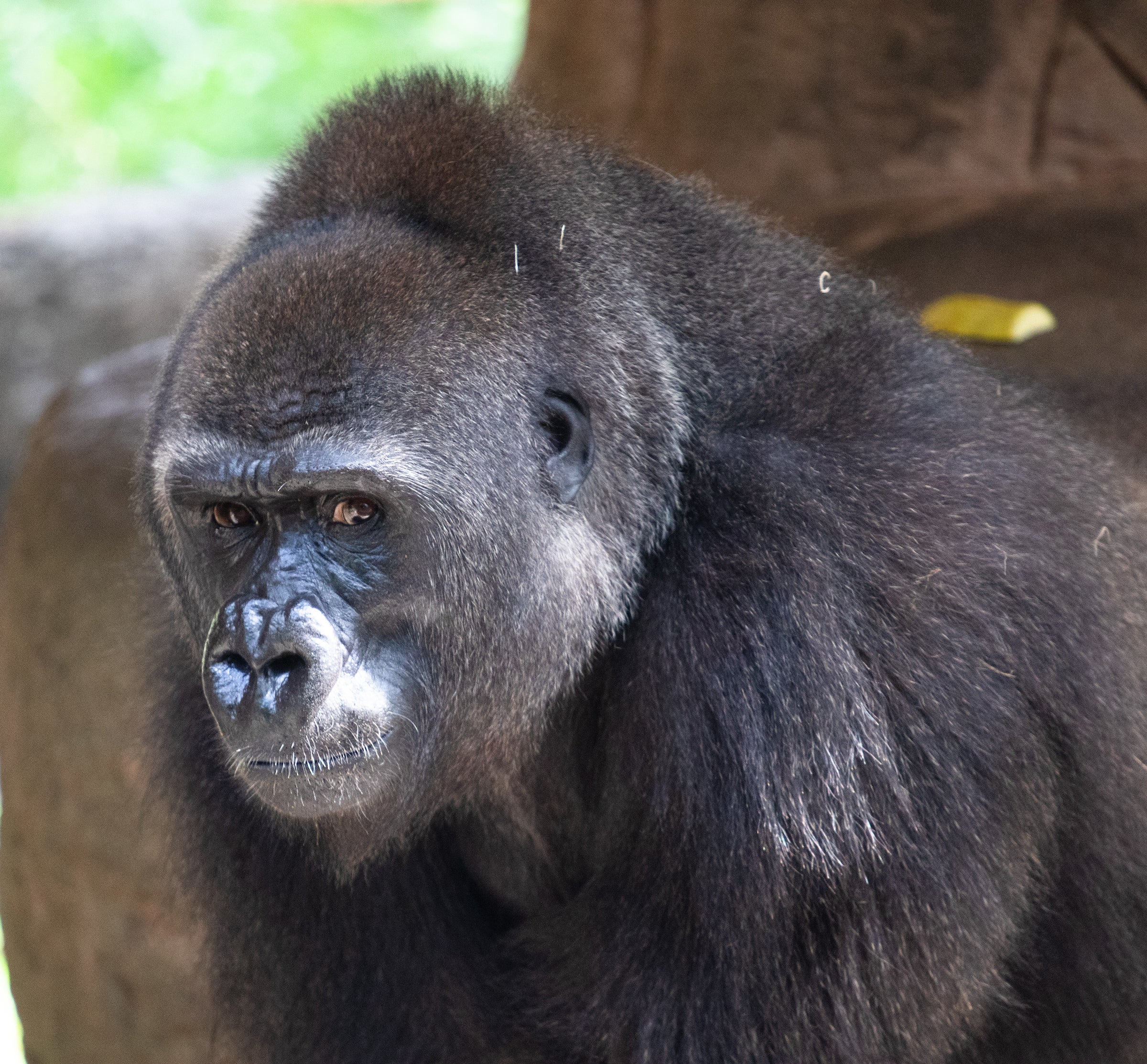 Western lowland gorilla Tumani, 11 August 2020