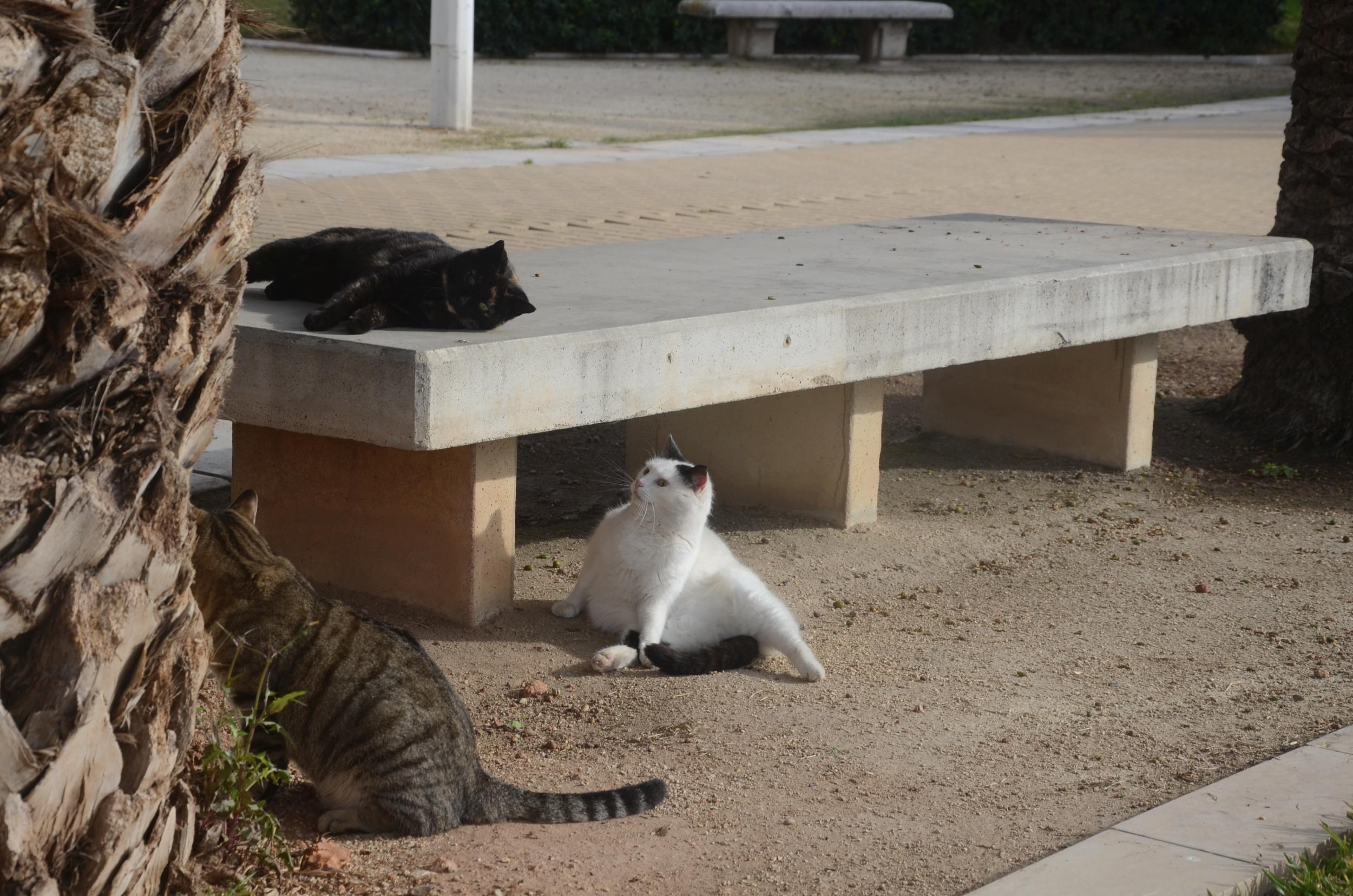 Tuerta with Princesa and Skippy, before the former matriarch disappeared