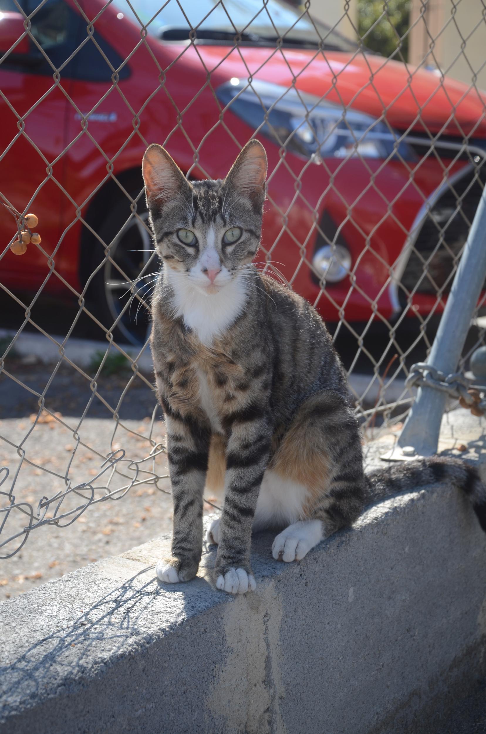 Wales the cat was named after a certain big-eared prince