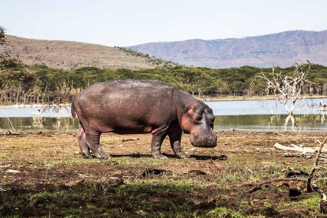 Tourism helps fund wildlife protection at Oserengoni Wildlife Sanctuary