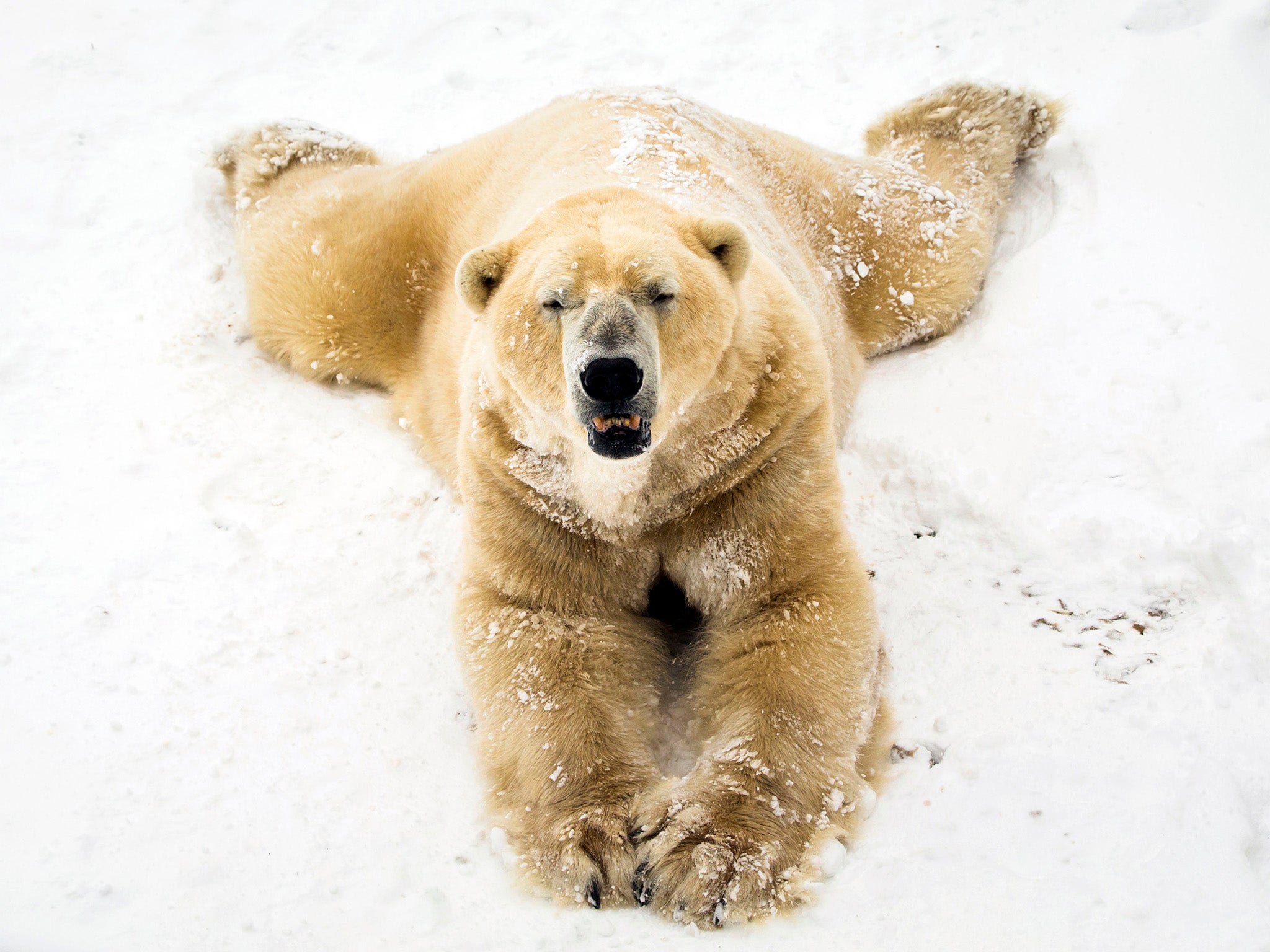 Victor, who experienced terminal kidney failure at Yorkshire Wildlife Park near Doncaster, was ‘unexpectedly taken ill’