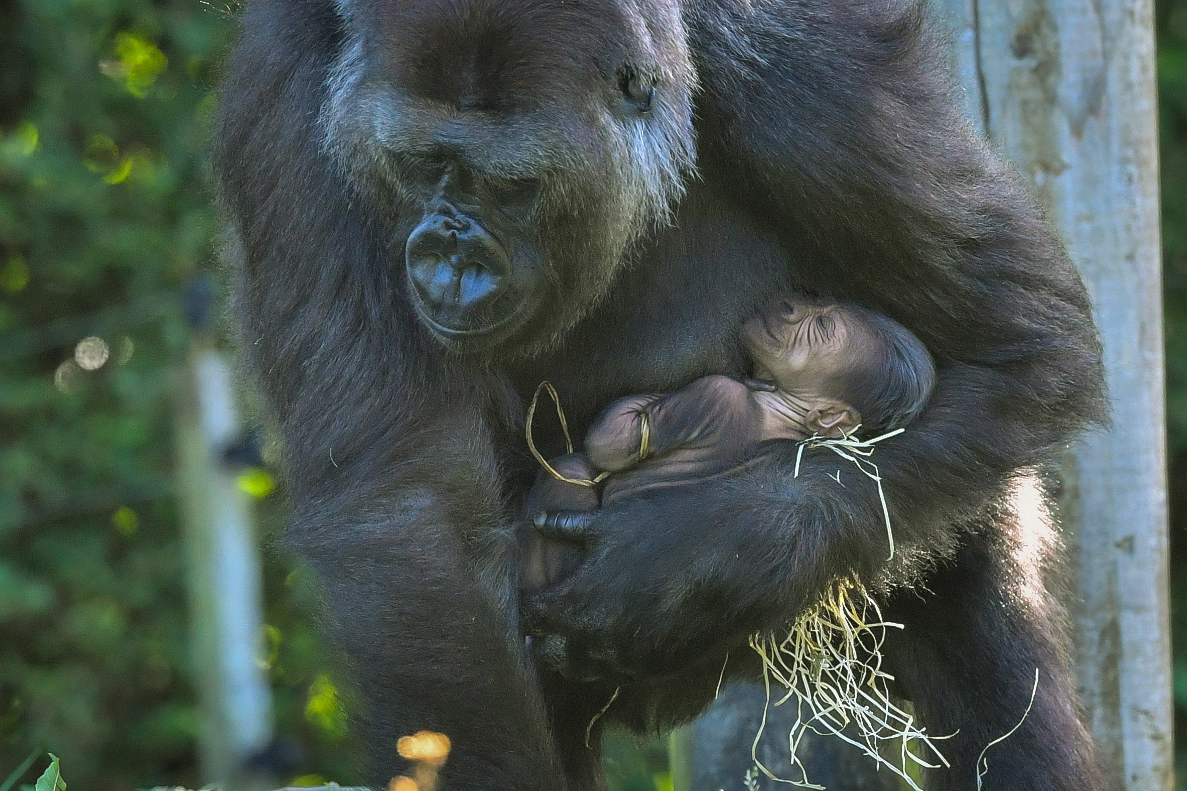 Kala cradles her 24-hour-old baby on Thursday