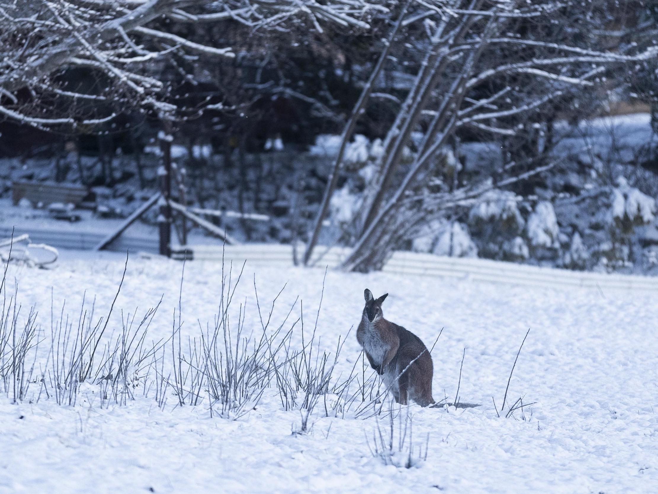 A wallaby is seen in the snow on August 23, 2020 in Adaminaby, Australia