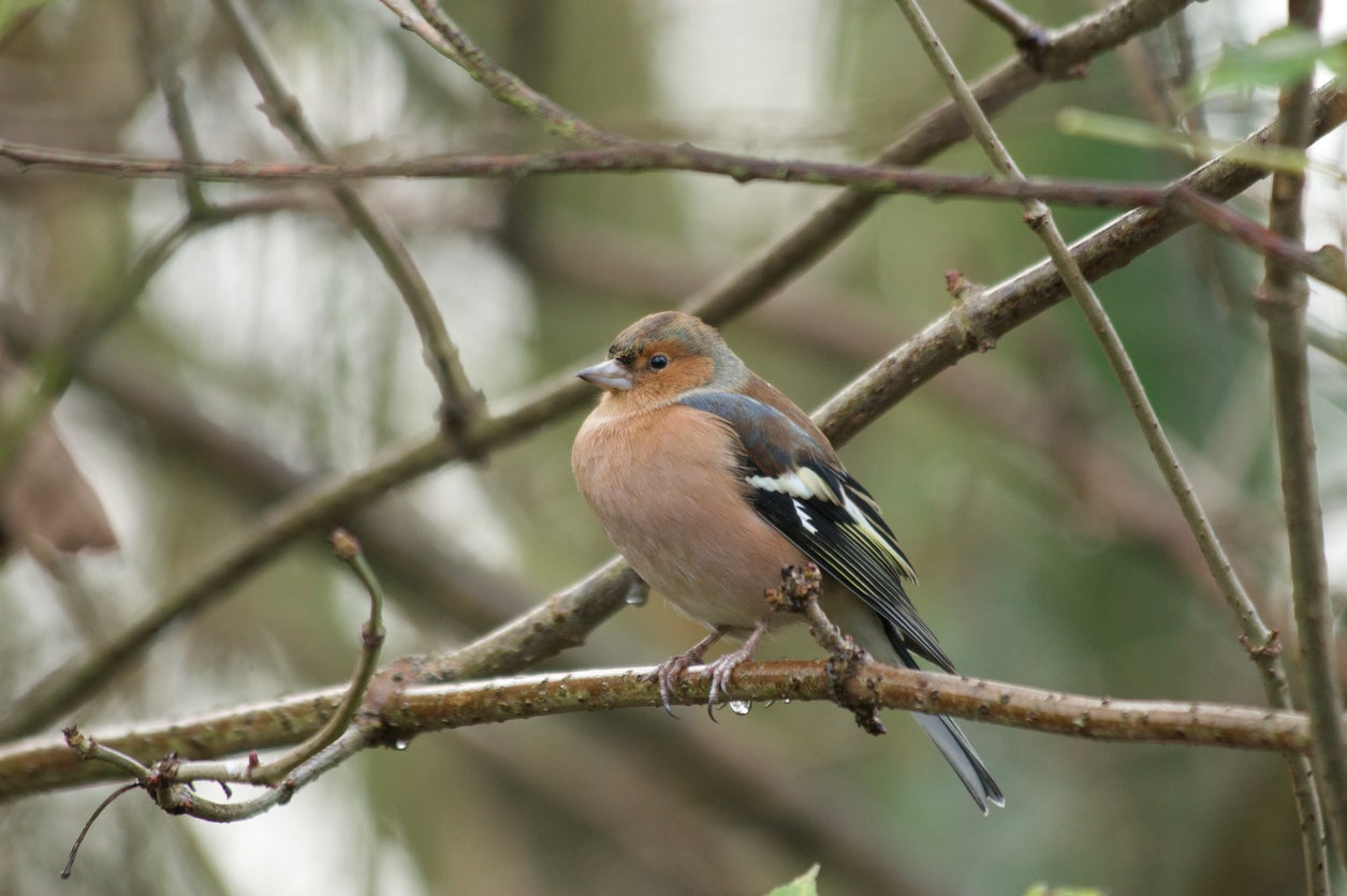 Titchwell Nature Reserve is a great spot for bird watching (iStock)