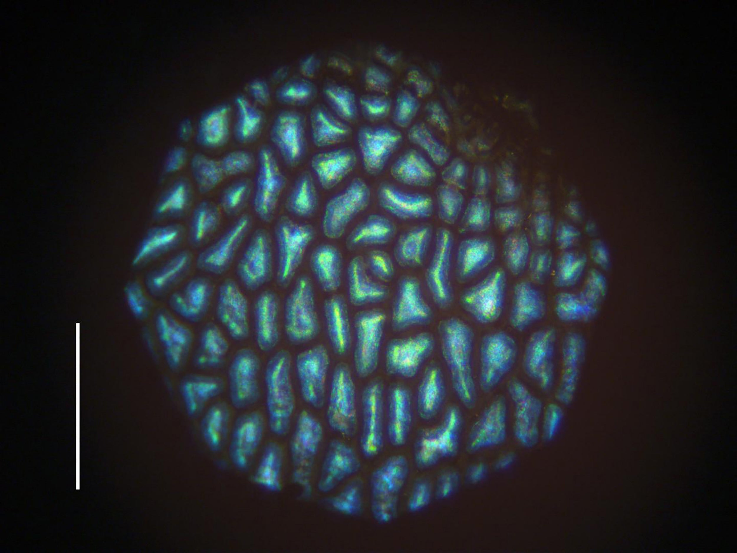 Glow on: a?microscopic view of the plant (Rox Middleton/NYT)