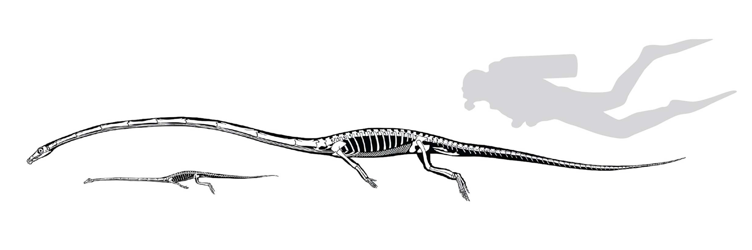 The two different species of Tanystropheus (Beat Scheffold/PIMUZ/UZH/NYT)