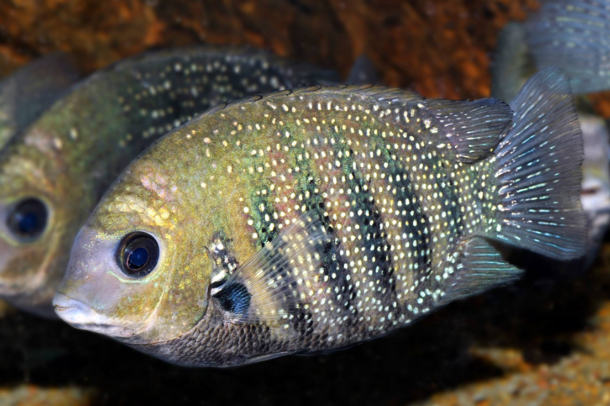 Pearl spot fish is a popular ingredient in Middle Eastern dishes