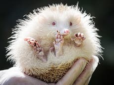 Rare albino hedgehog saved from ‘death’s door’ after being rescued by 6-year-old boy