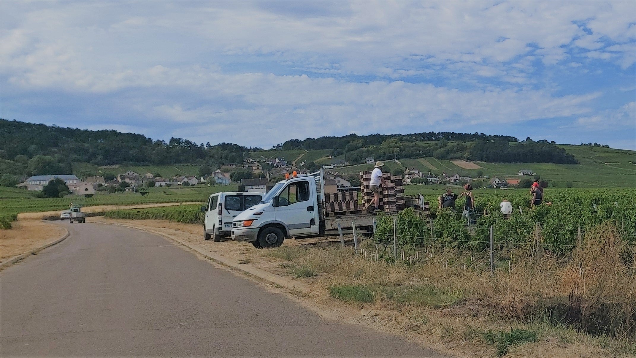 Early grape harvests in Burgundy vineyards have become commonplace in recent years