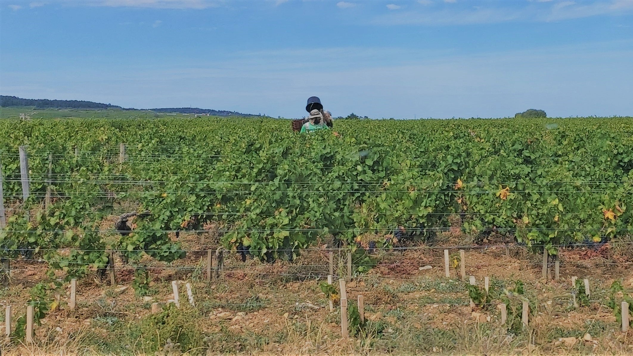 Grape pickers in a Volnay vineyard in Burgundy on 26 August