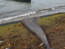 25 dolphins wash up dead in Mauritius weeks after oil spill