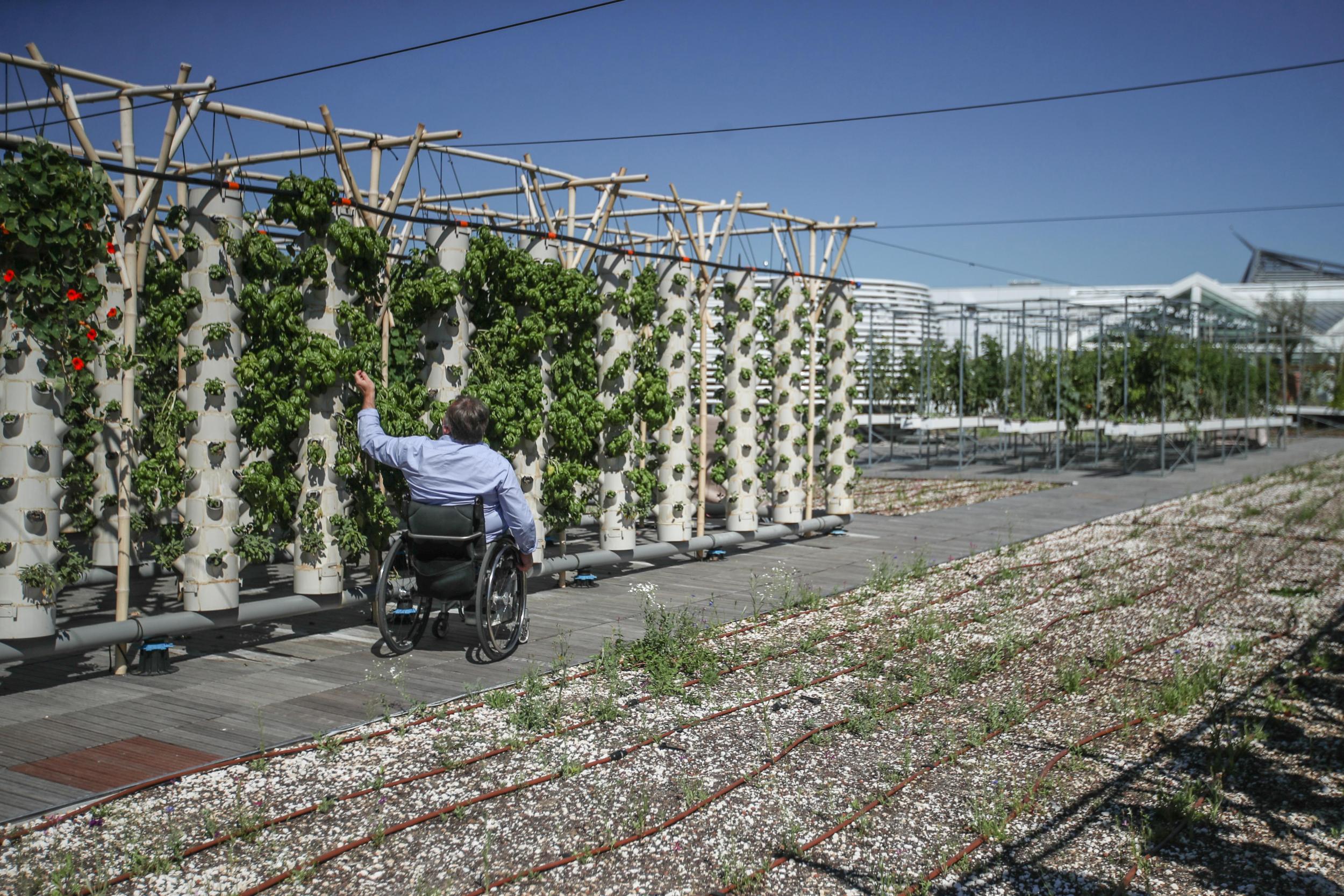 Empty rooftops could become prime plant real estate