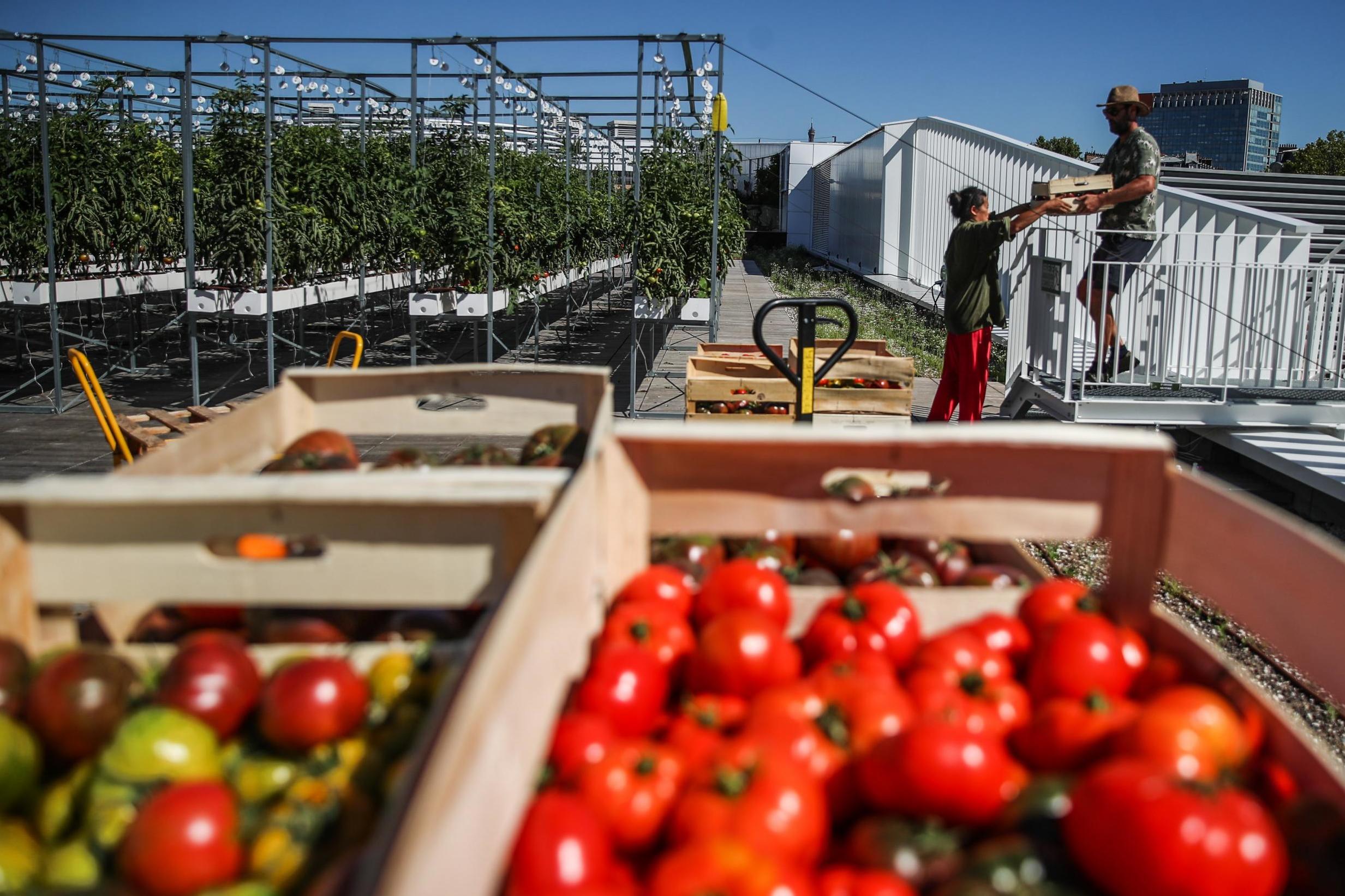 When it comes to homegrown vegetables the possibilities are endless