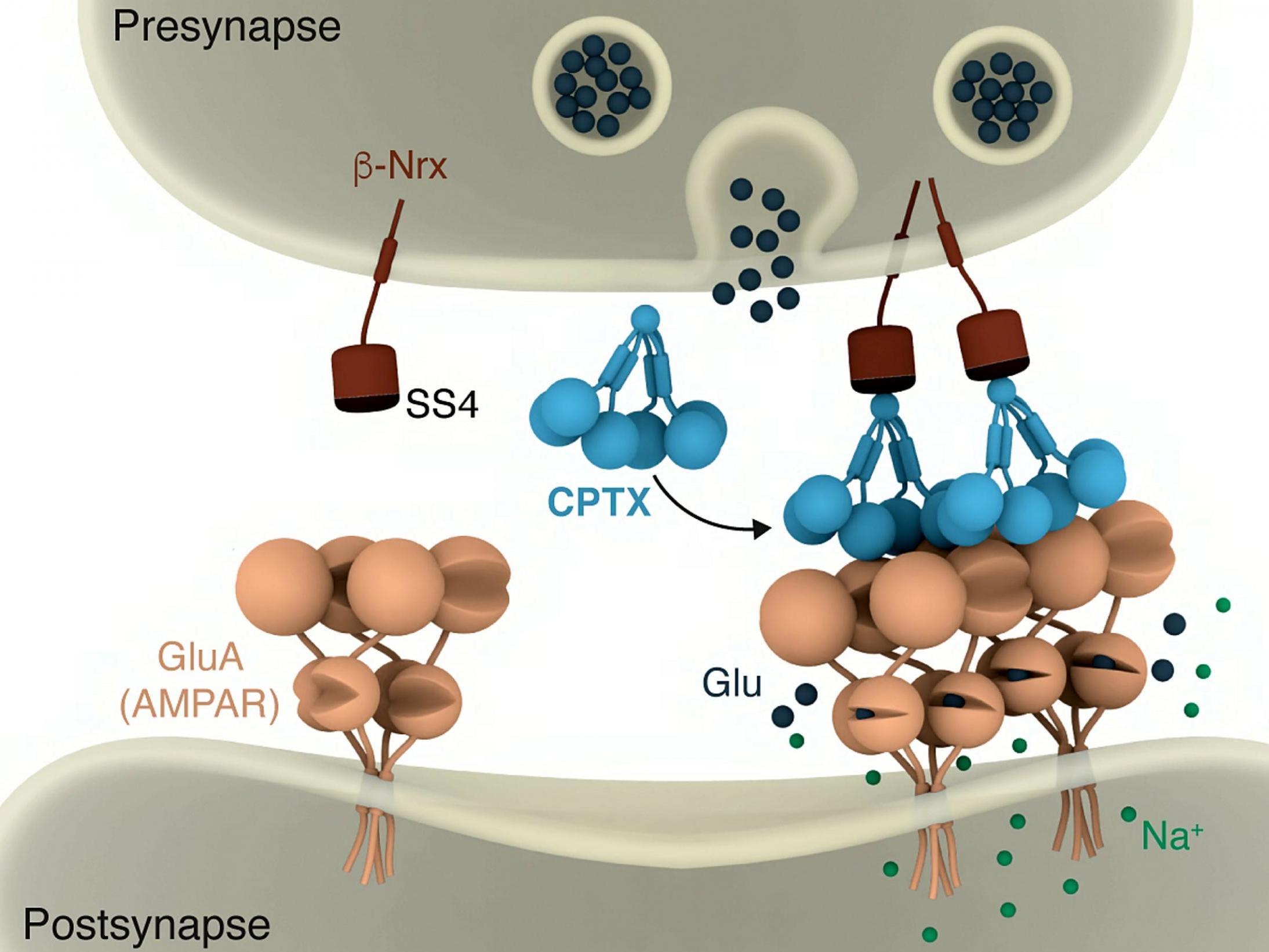 A team of scientists led by the University of Cambridge have created a synthetic "molecule bridge" called CPTX that could help repair brain and spinal cord damage.