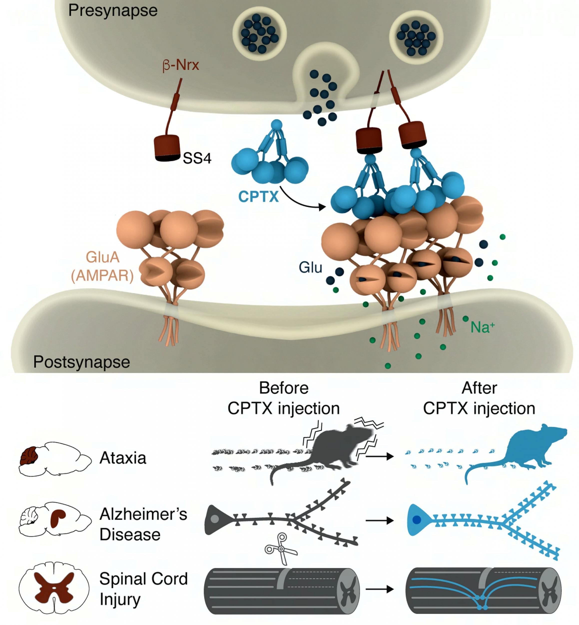 A team of scientists led by the University of Cambridge have created a synthetic "molecule bridge" called CPTX that could help repair brain and spinal cord damage.