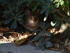 The lives of Valencia’s stray cats are as complex as the people watching them