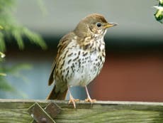 France suspends ‘cruel and odious’ practice of glue trapping birds after warning